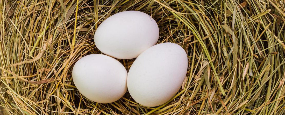 Купить суточных гусят в Башкирии, инкубационные гусиные яйца